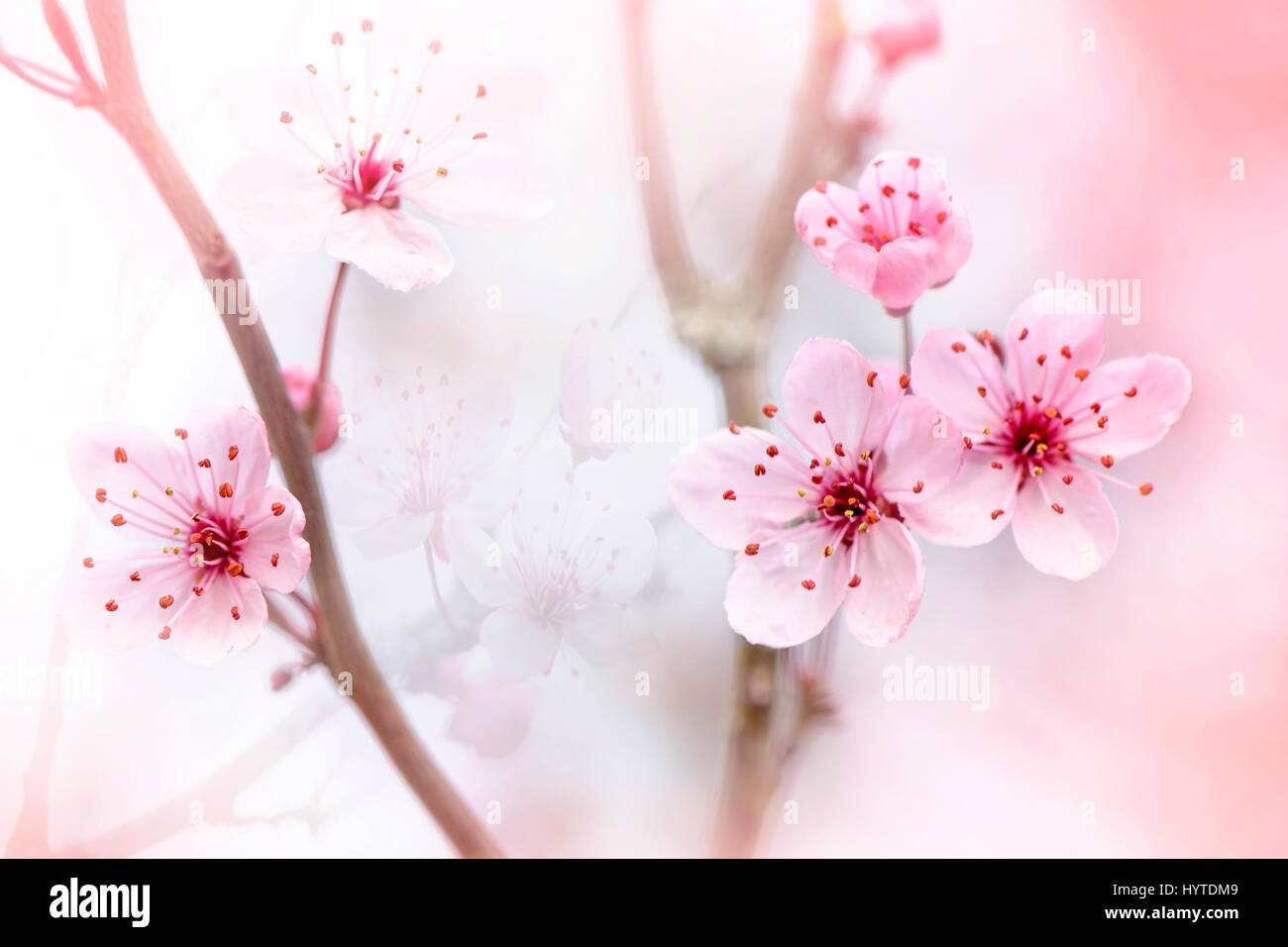 Close-up, immagine creativa del delicato rosa primavera sbocciano i fiori dell'amarena Susino conosciuto anche come Prunus Cerasifera Nigra. Foto Stock