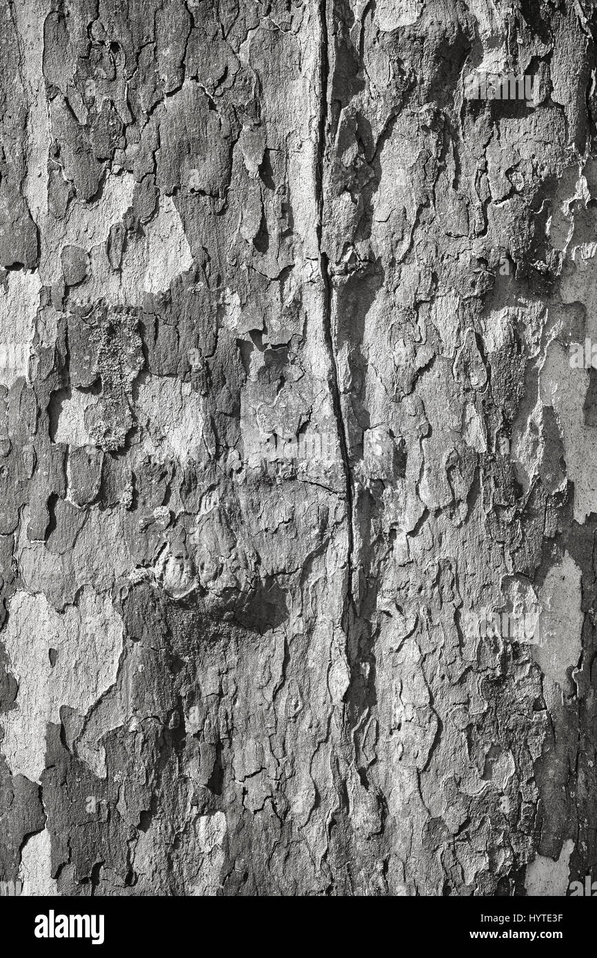 Immagine in bianco e nero del piano di corteccia di albero, naturale sfondo astratto. Foto Stock