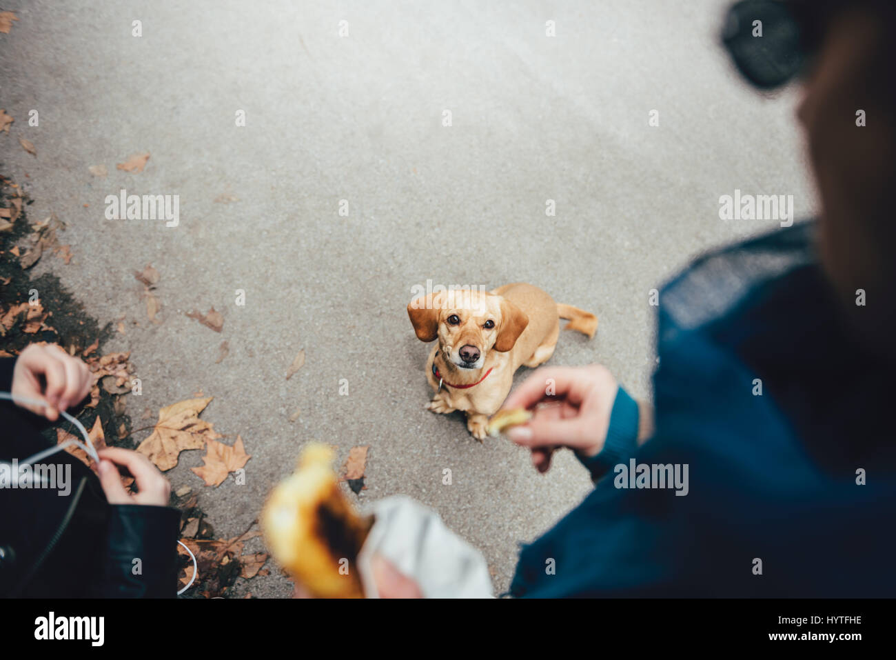 Donna alimentando un cane in strada Foto Stock