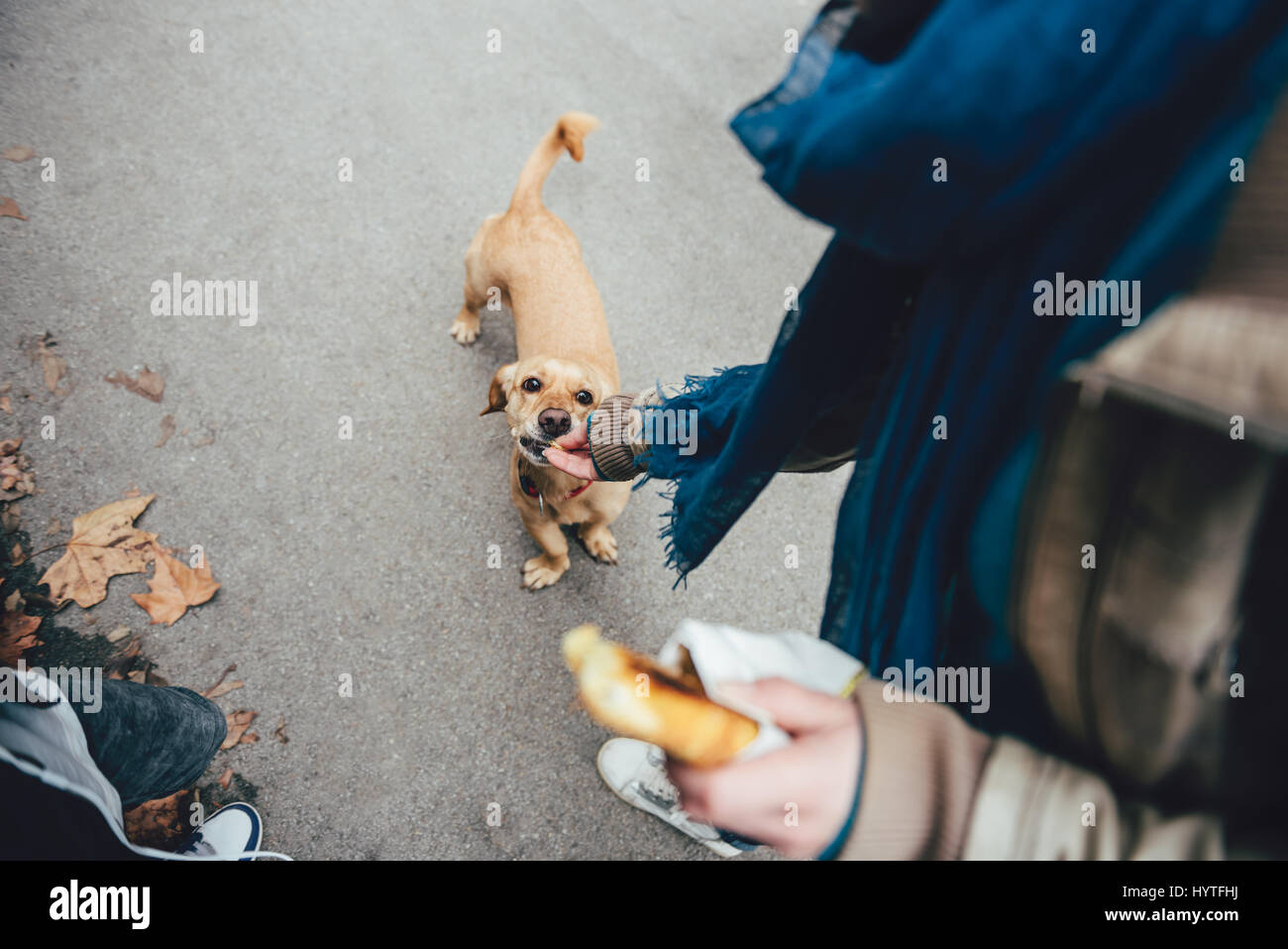 Donna alimentando un cane in strada Foto Stock