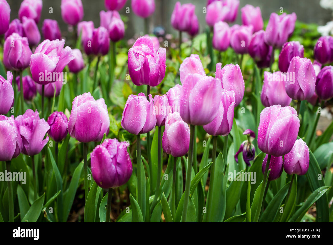 Fucsia e rosa tulipani a strisce in una piantagione di massa Foto Stock