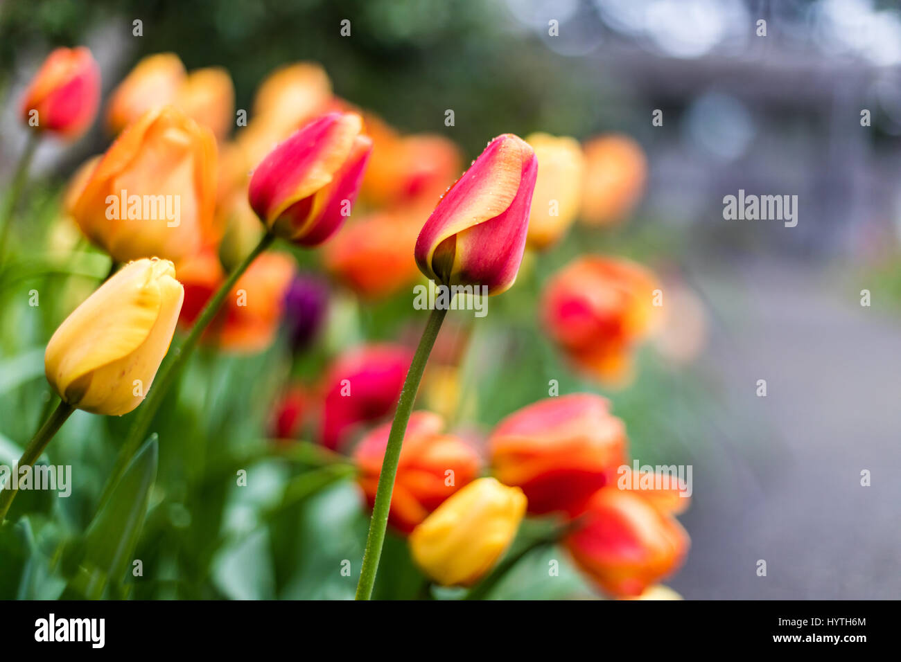 Rosso e giallo listati i tulipani in una massa di piantare. Foto Stock