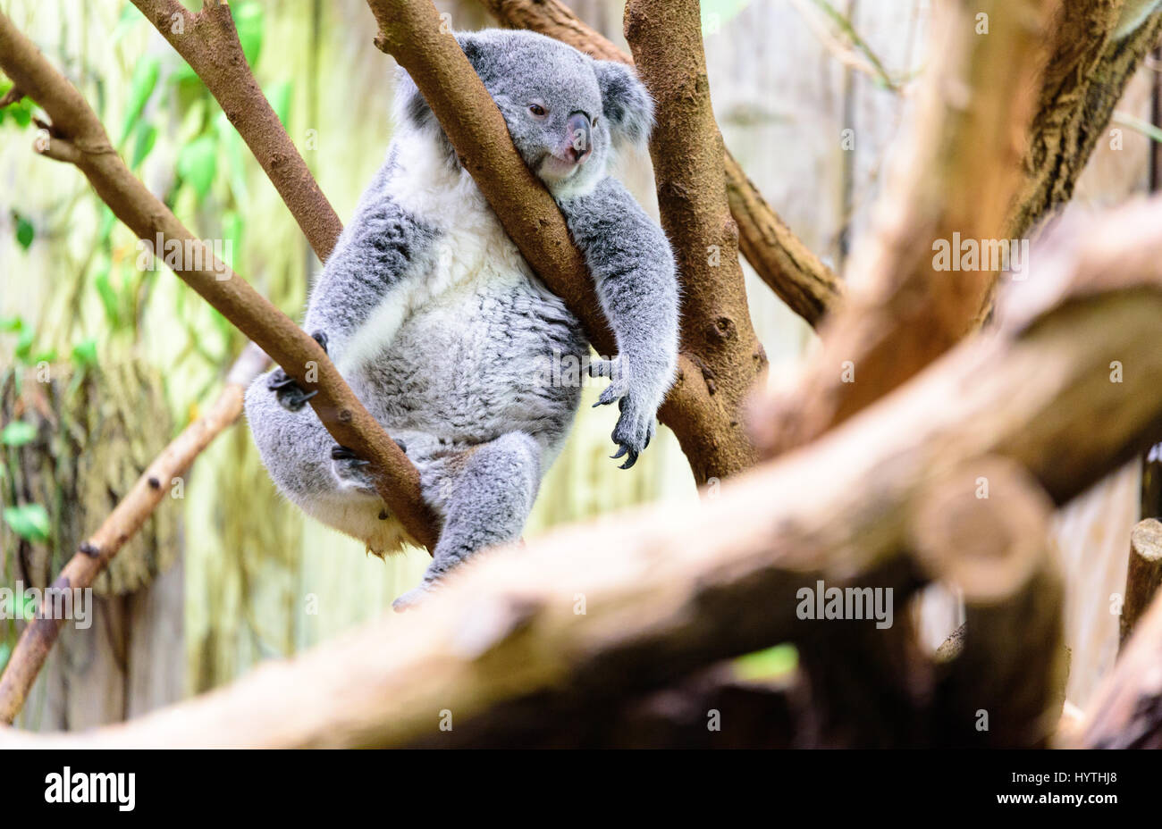 Graziosi koala bear relax su una struttura ad albero Foto Stock