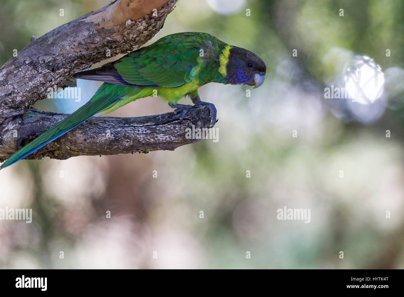 Ringneck Austraian. Barnardius zonarius, graticcio Grove, Peth, Western Australia. Foto Stock