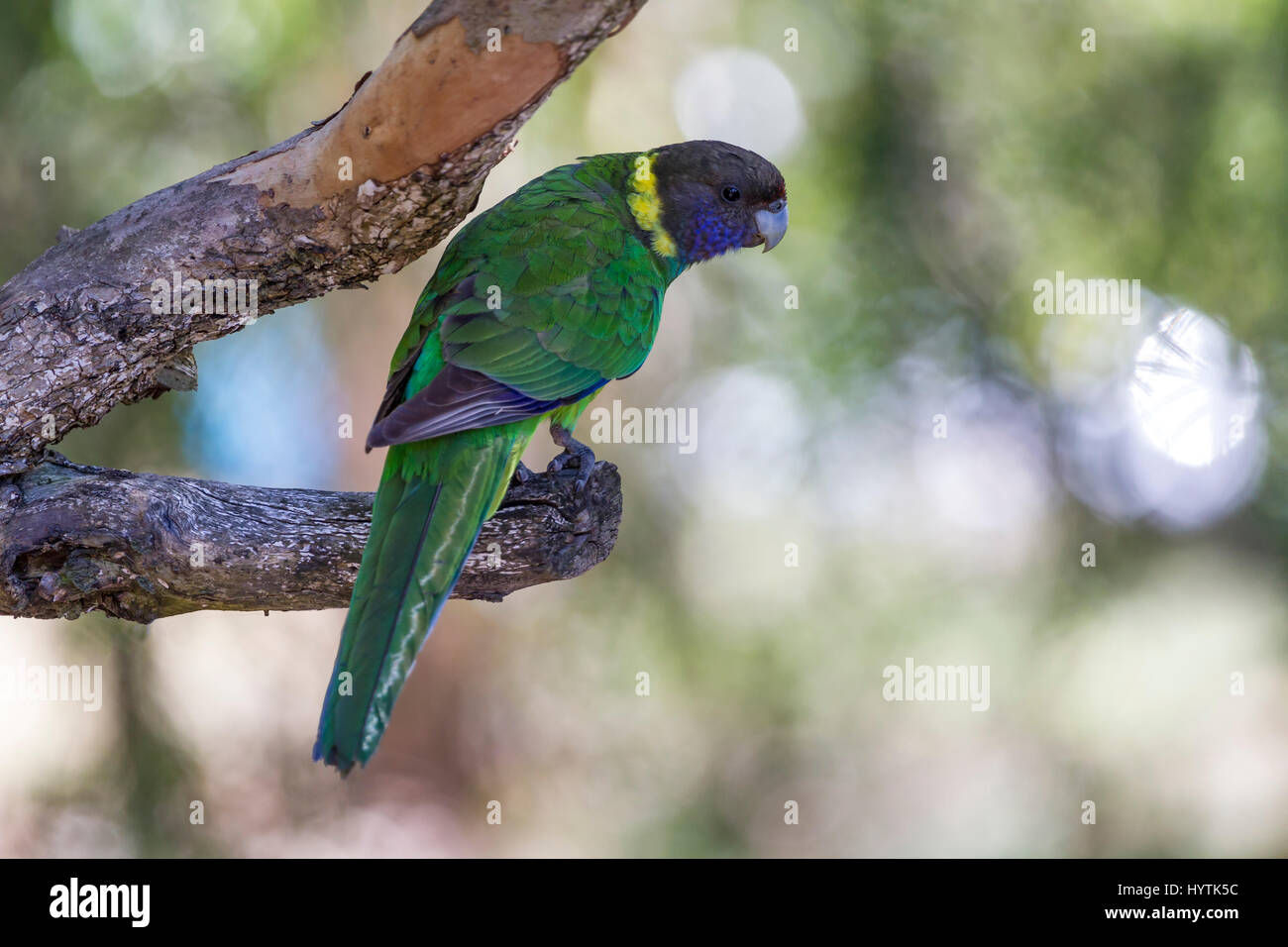 Ringneck Austraian. Barnardius zonarius, graticcio Grove, Peth, Western Australia. Foto Stock
