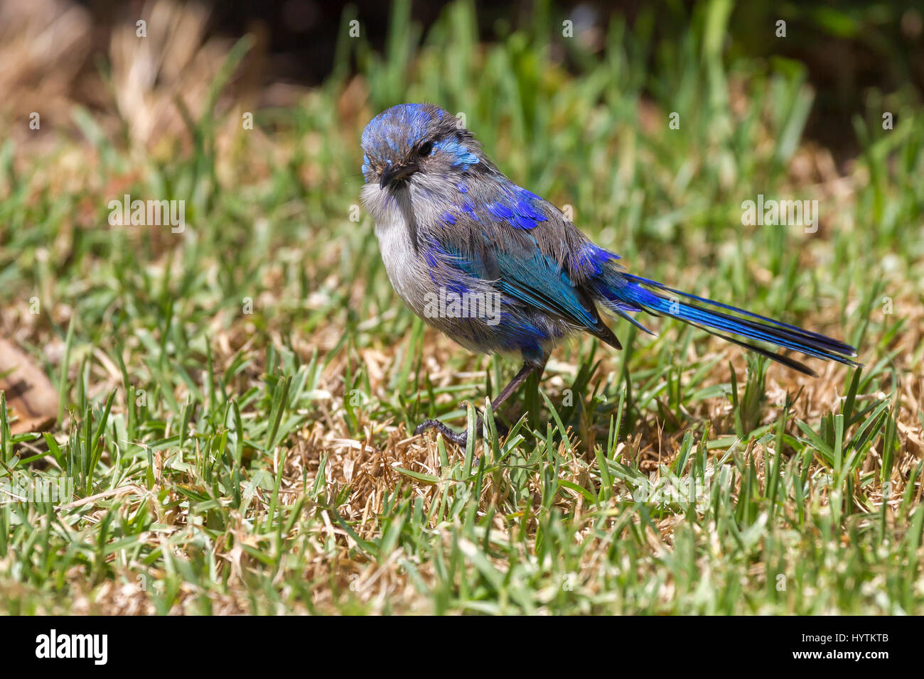 Splendida Fata Wren. Malurus splendens. Lossing maschio il suo piumaggio di allevamento, Margaret River area, South Western Australia. Foto Stock