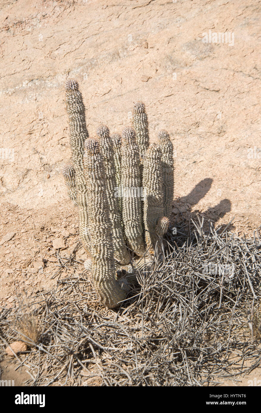Hoodia sp. Namib Desert, Namibia. Noto come un soppressore di appetito. Foto Stock
