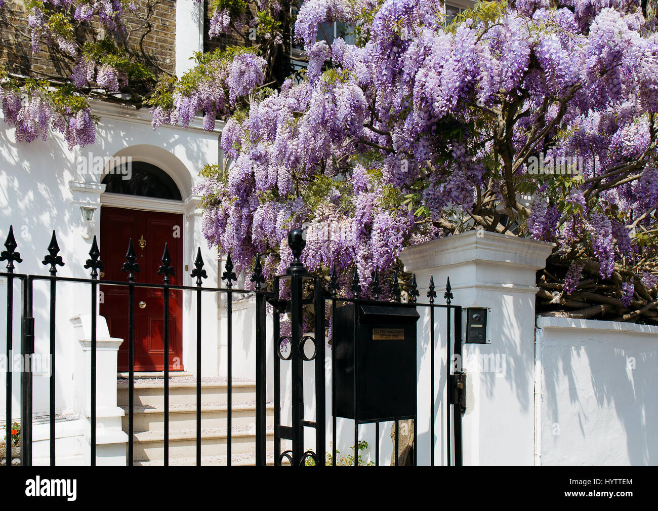 Fioritura wisteria albero nella parte anteriore di una casa su un luminoso giorno di sole Foto Stock
