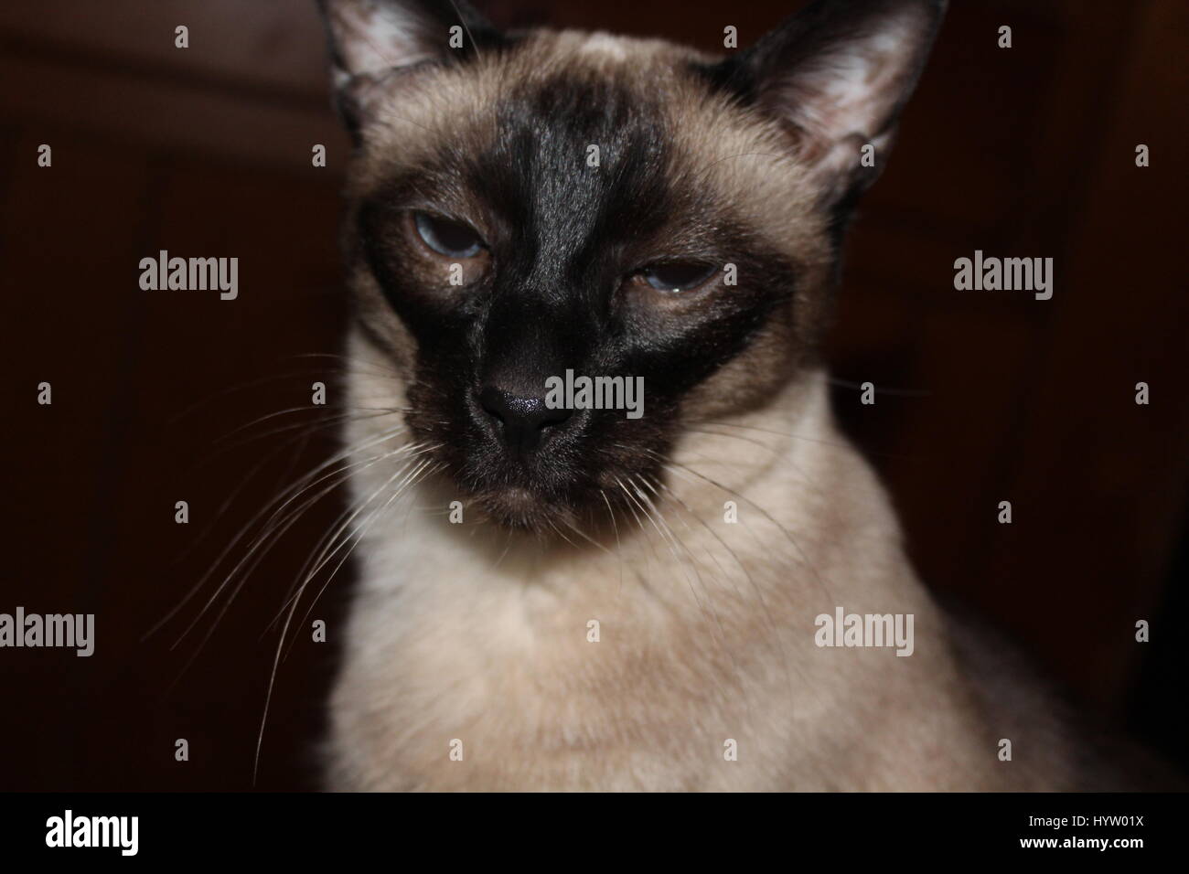 Dark closeup di una osservazione di cat. Foto Stock
