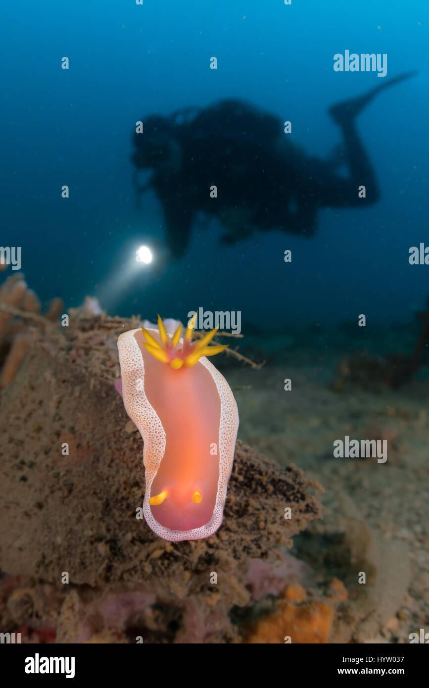 Hypselodoris apolegma è una specie di colori del mare slug o dorid nudibranch, marino mollusco gasteropode della famiglia Chromodorididae. Foto Stock