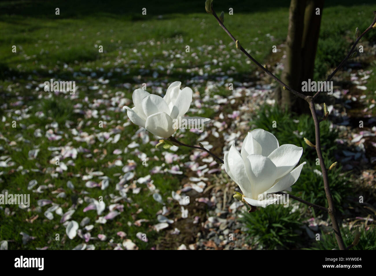 Vista di fiori bianchi in primavera, Veneto Italia Foto Stock