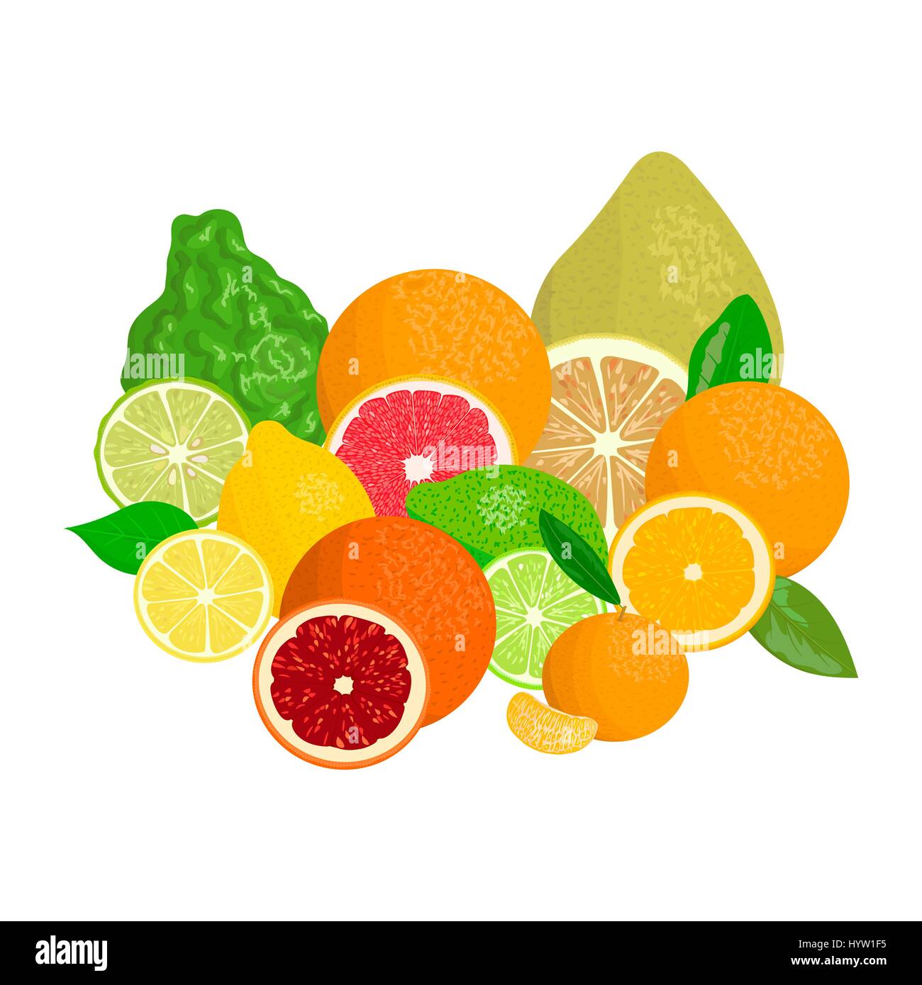 Succosa agrumi realistici con le fette e foglie. Il bergamotto, limone e pompelmo, lime, mandarino, pomelo, Arancio sanguigno. Per i prodotti cosmetici, freschi bar, sto Illustrazione Vettoriale