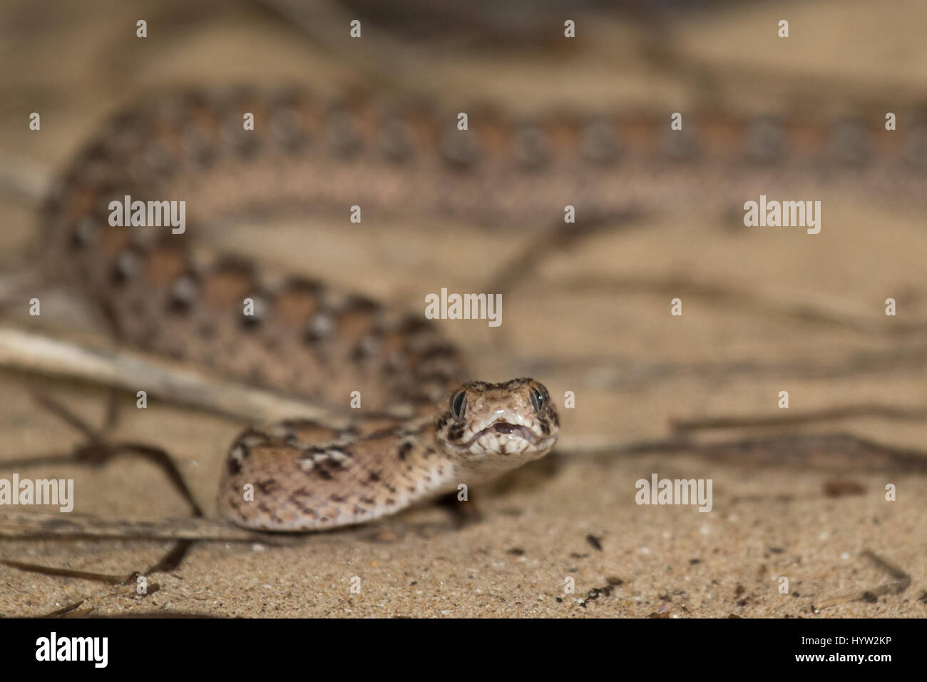 Sega Ocellated-scaled Viper (Echis ocellatus) Foto Stock