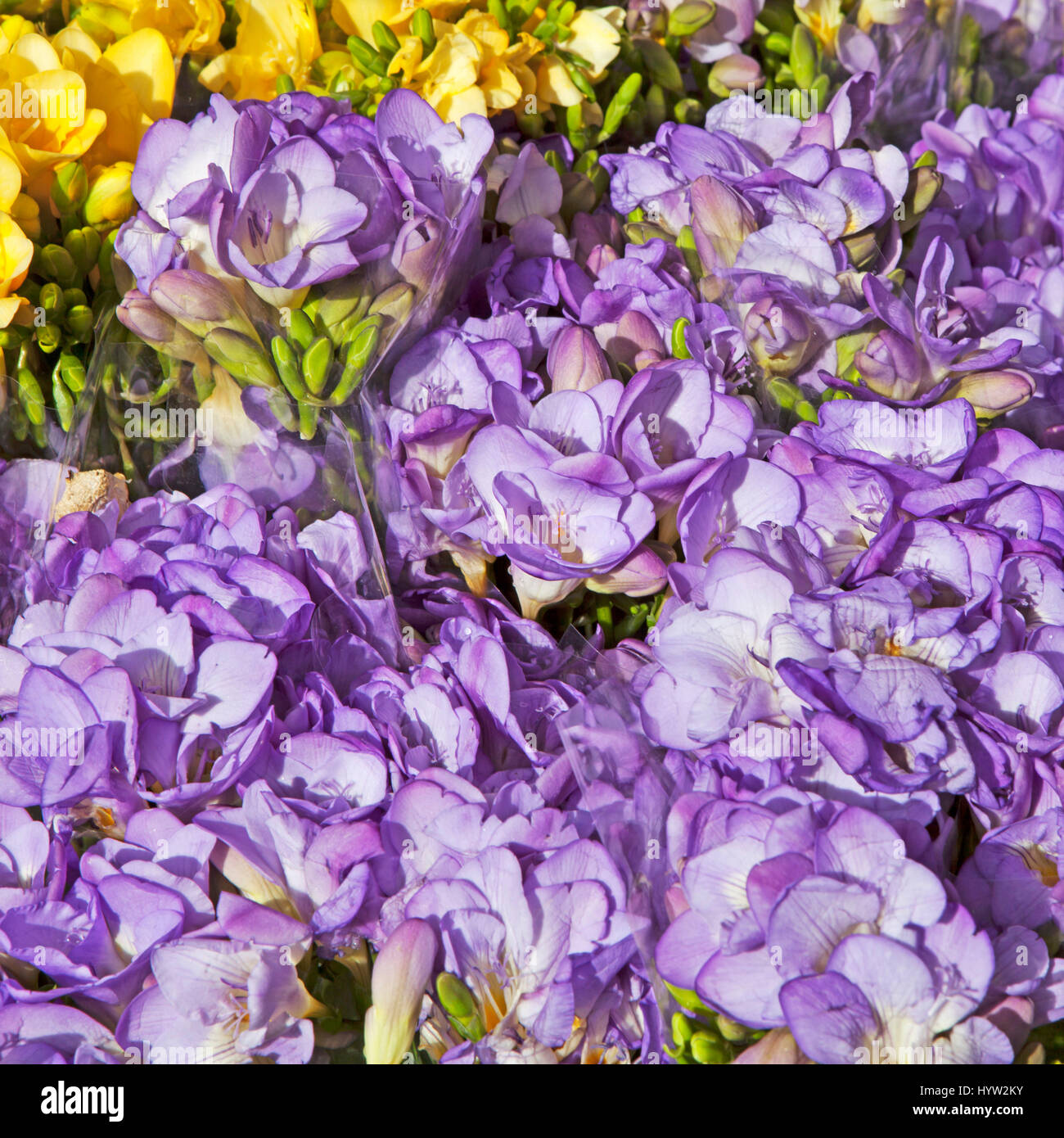 Il giallo pallido e blu Fresia fiore Foto Stock