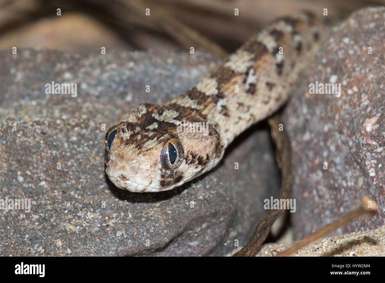 Sega Ocellated-scaled Viper (Echis ocellatus) Foto Stock