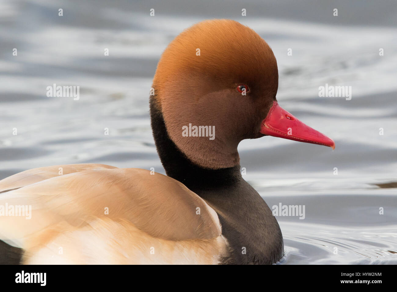 Maschio rosso-crested Pochard (Netta rufina) Foto Stock