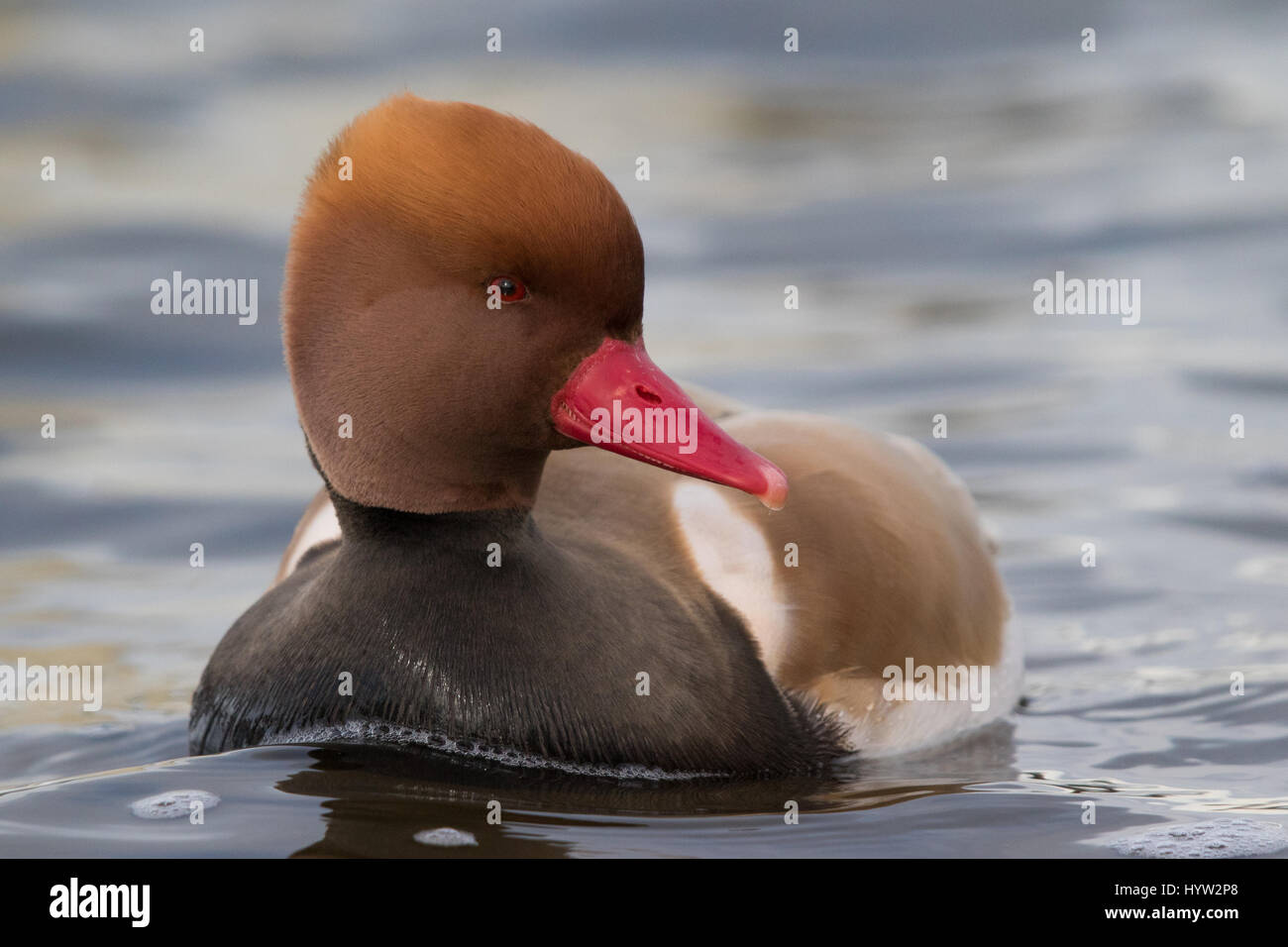 Maschio rosso-crested Pochard (Netta rufina) Foto Stock