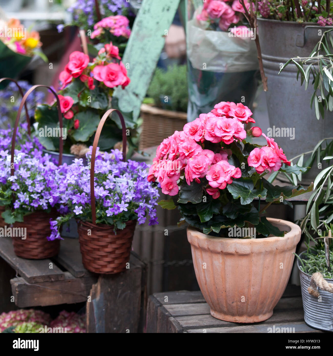 Begonia e la campagna in vasi come una decorazione della parete della casa Foto Stock