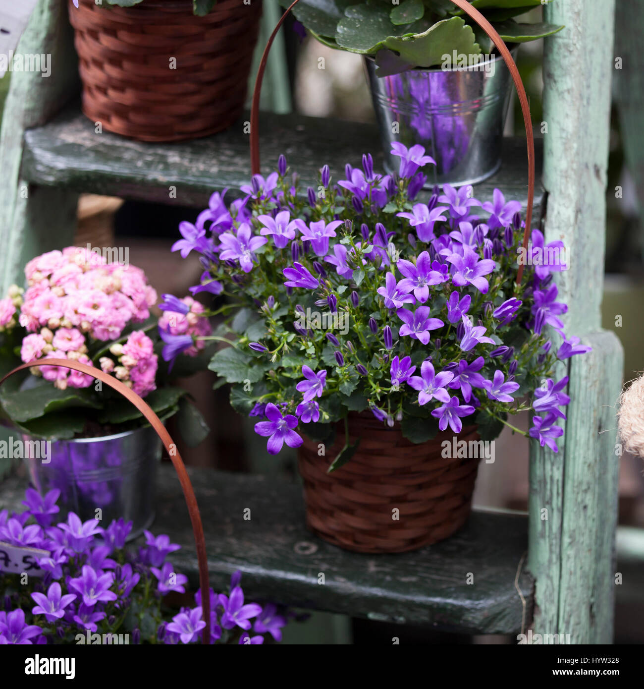 Begonia e la campagna in vasi come una decorazione della parete della casa Foto Stock