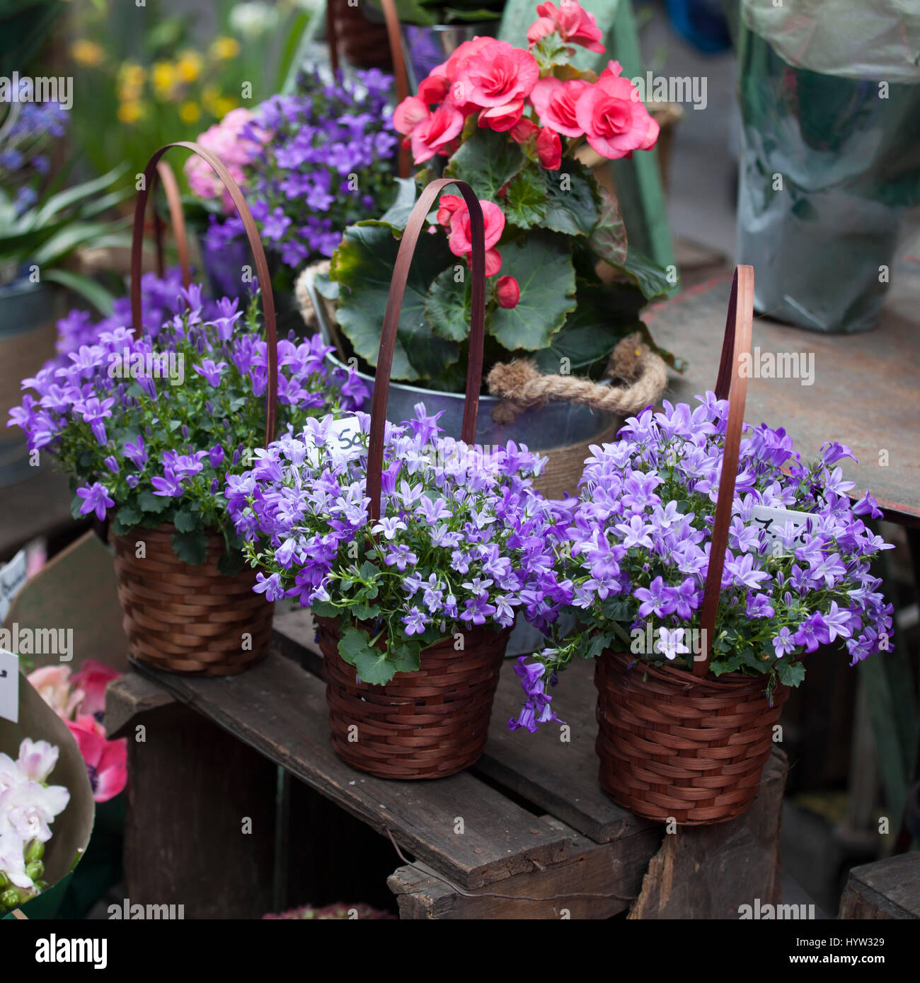 Begonia e la campagna in vasi come una decorazione della parete della casa Foto Stock