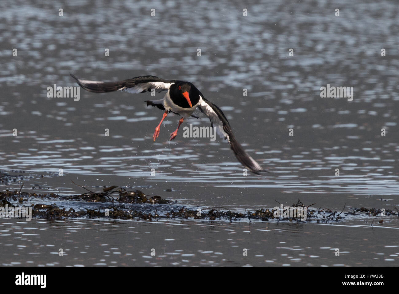 Eurasian Oystercatcher (Haematopus ostralegus) prendendo il largo come la marea che inonda la roccia era seduto sul Foto Stock