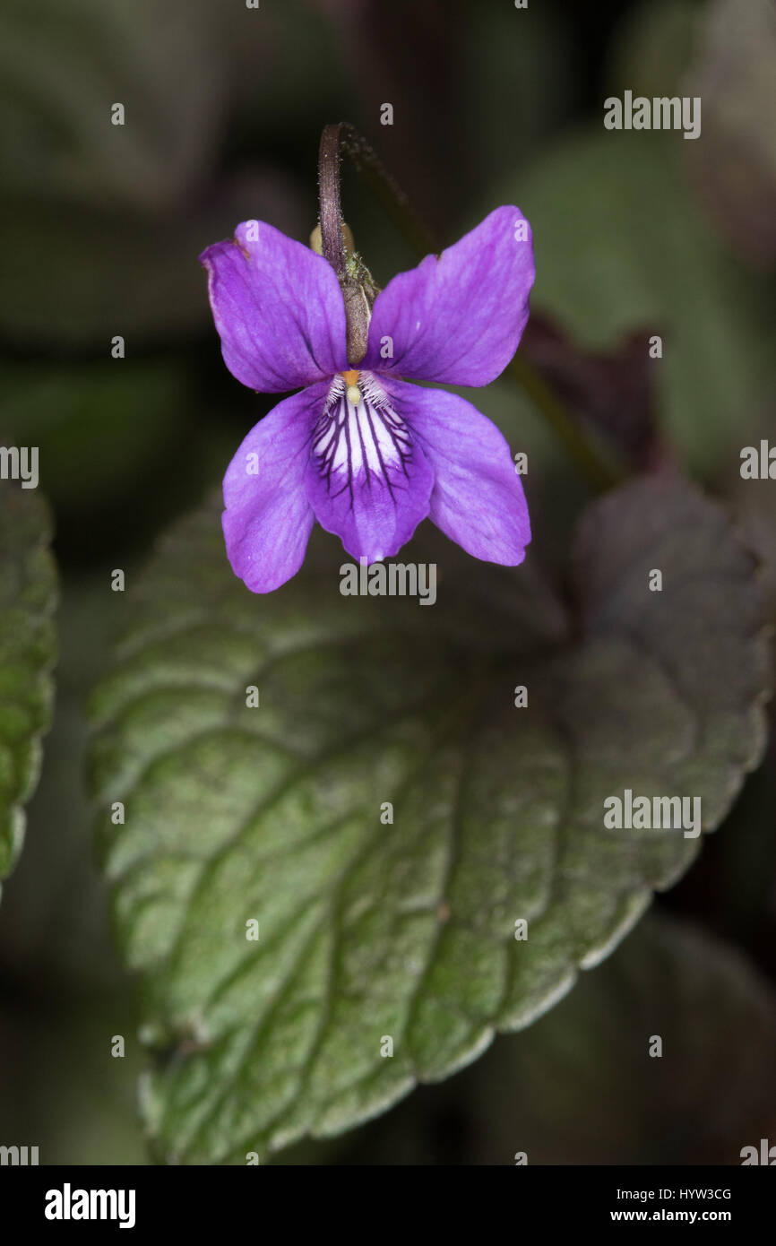 Cane comune-violetto (viola riviniana) Foto Stock