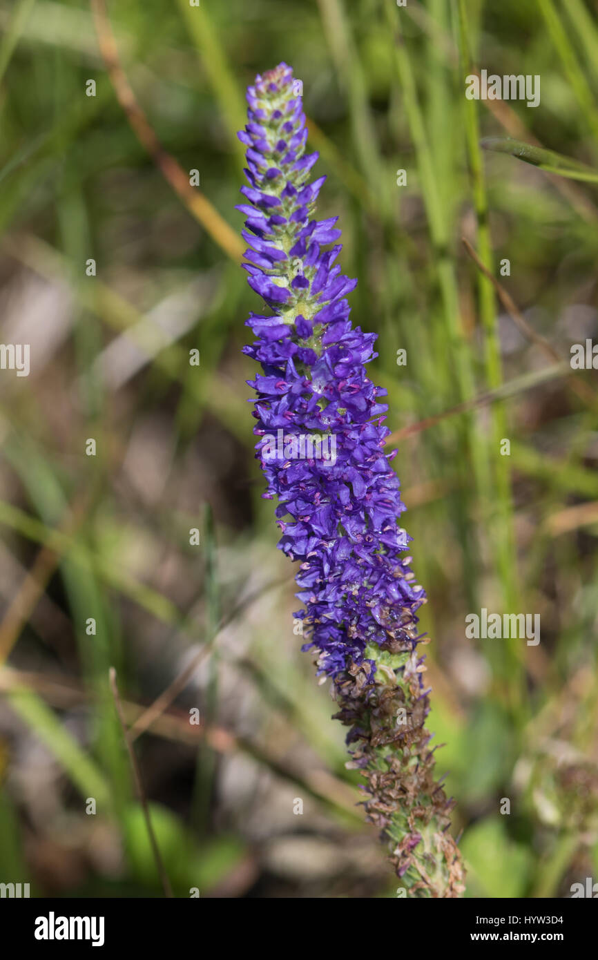 Spiked Speedwell (Pseudolysimachion spicatum) fiore Foto Stock