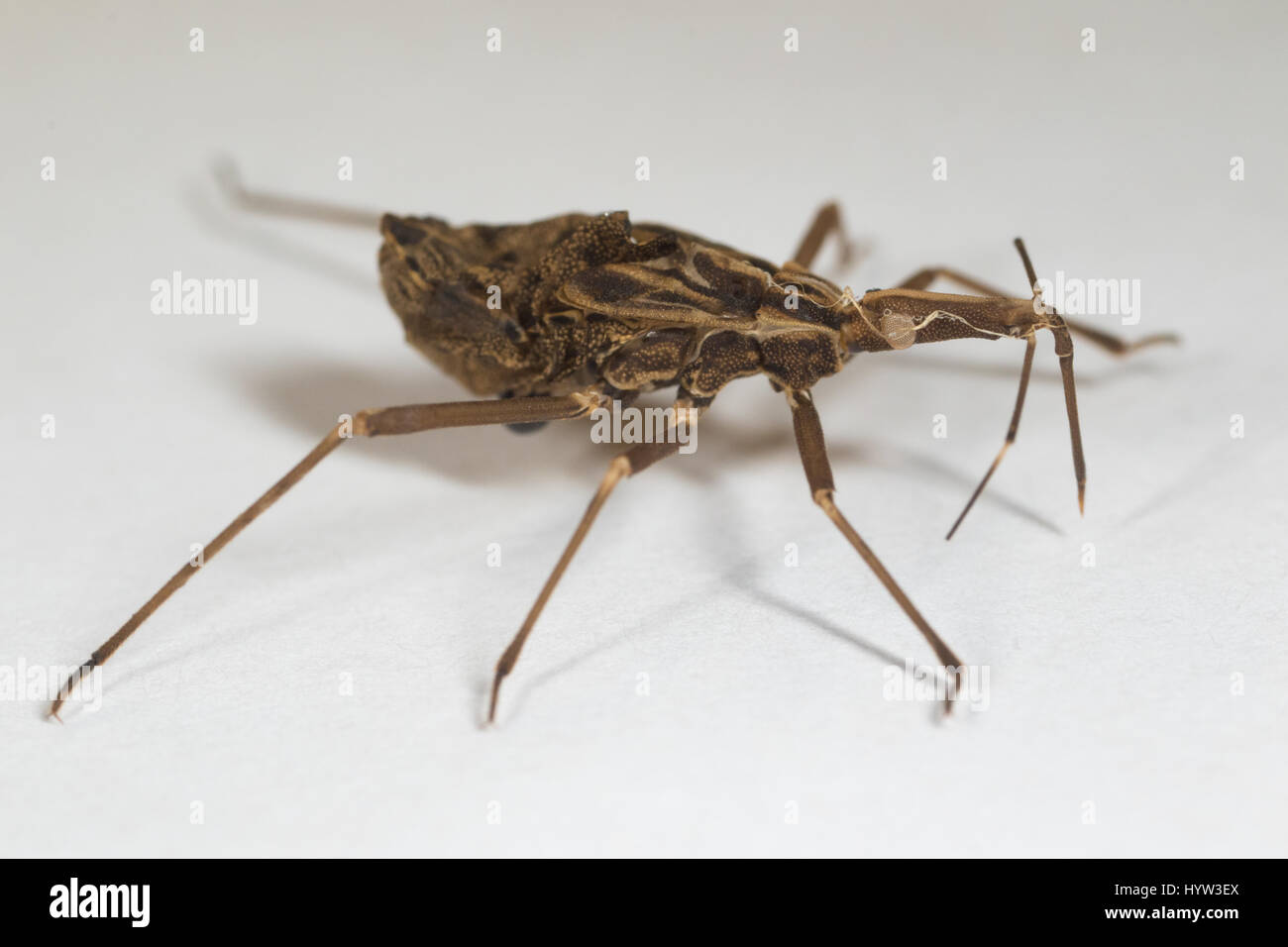 Moulted pelle di Rhodnius prolixus (kissing bug) - l'insetto che trasmette il parassita (Trypanosoma cruzi) che causa la malattia di Chagas Foto Stock