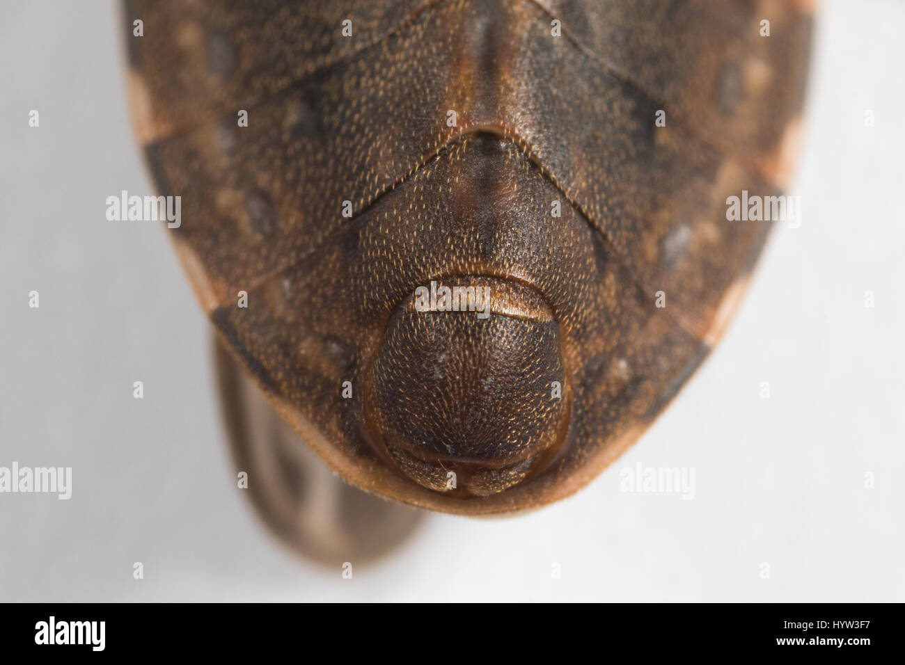 In prossimità della punta ventrale dell'addome di Rhodnius prolixus (kissing bug) Foto Stock