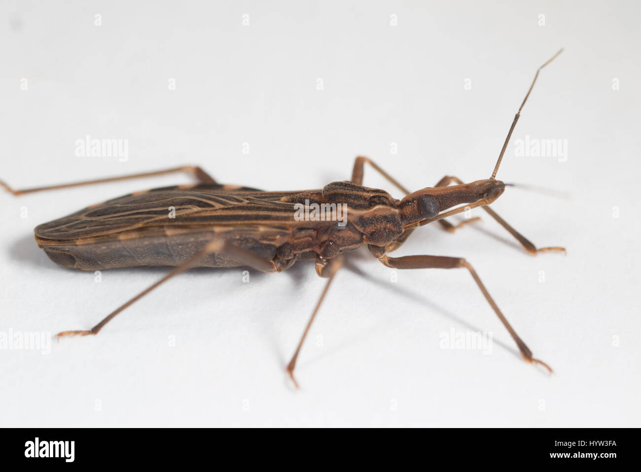 Adulto Rhodnius prolixus (kissing bug) - l'insetto che trasmette il parassita (Trypanosoma cruzi) che causa la malattia di Chagas Foto Stock