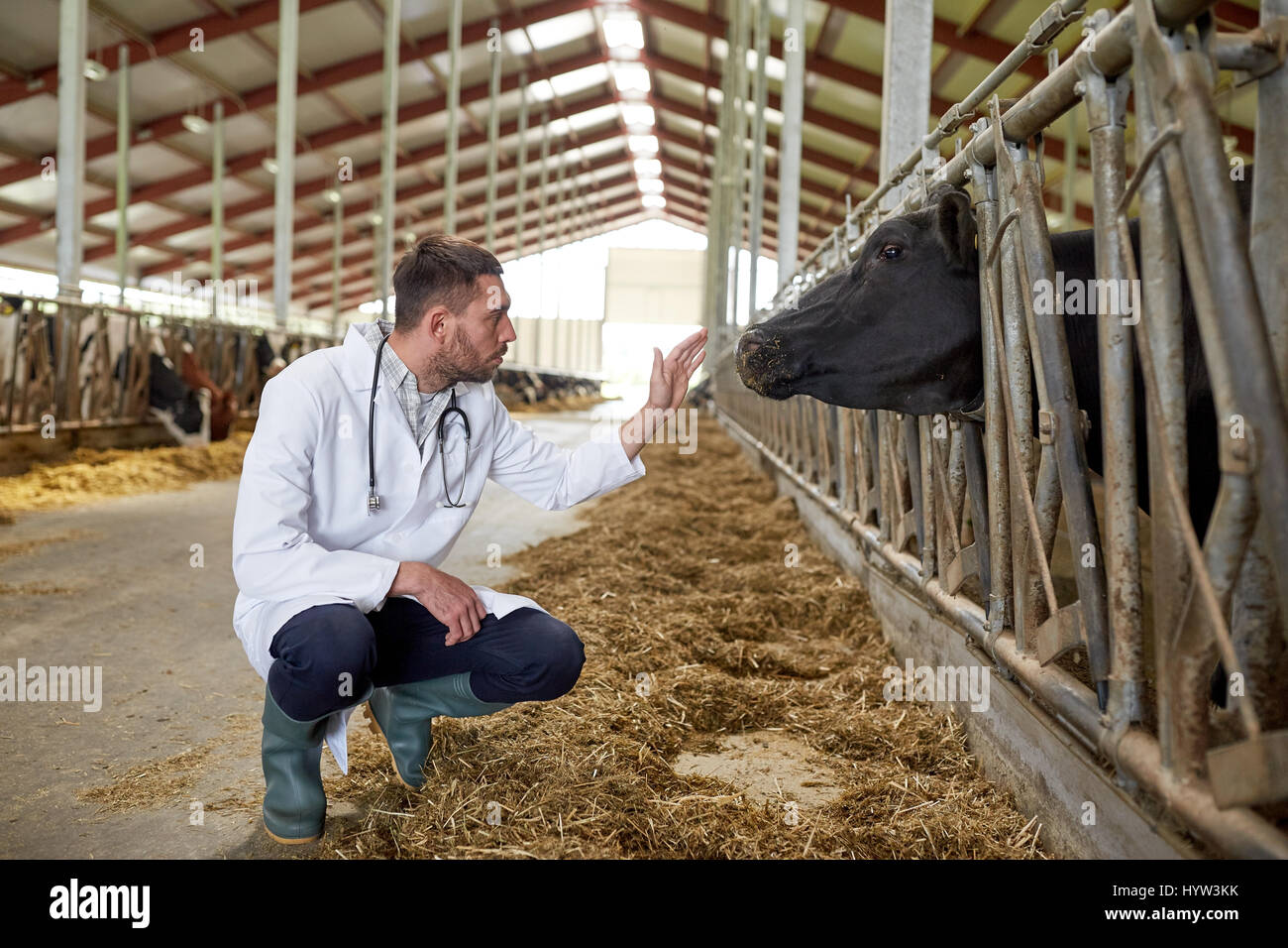 Veterinario con le mucche in stalla su Dairy Farm Foto Stock