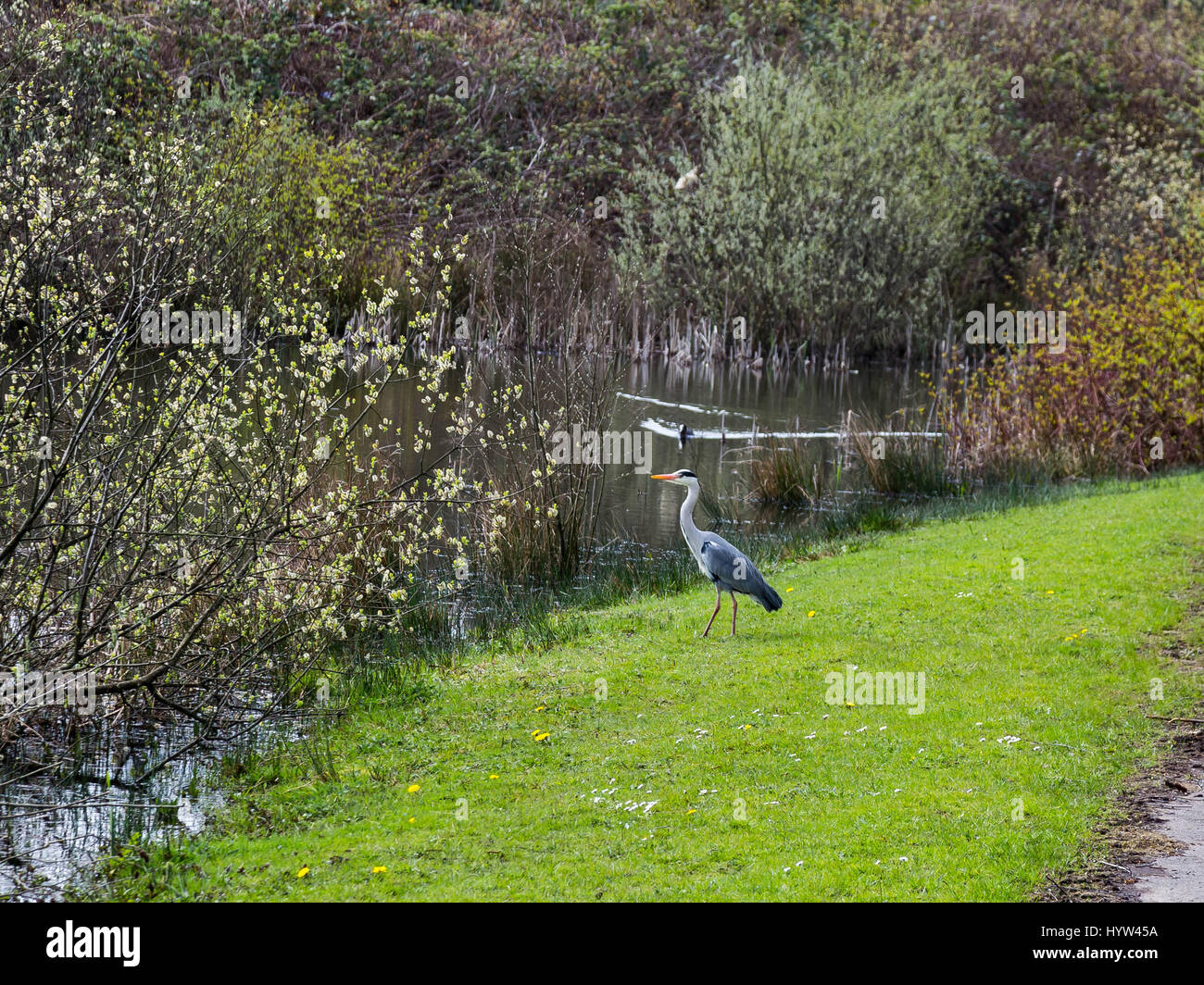 Heron in piedi accanto al lago in cerca di cibo Foto Stock
