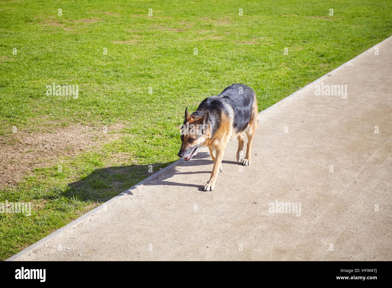 Unleashed cane cammina da sola su un vuoto il sentiero del parco. Foto Stock