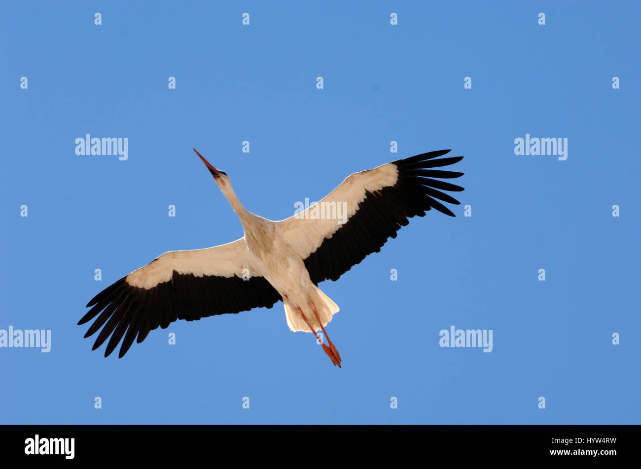 Unico cicogna bianca, Ciconia ciconia, ali battenti proteso contro il cielo blu chiaro Foto Stock