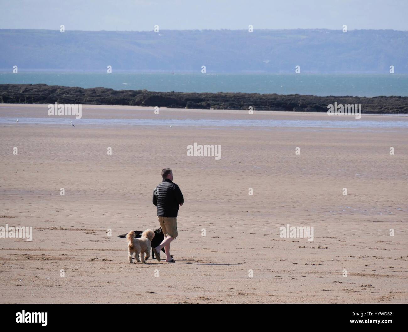 Croyde Beach, Devon, Regno Unito. Il 26 aprile 2017. Un uomo cammina un cane su un soleggiato, freddo e ventoso giorno a Croyde. Credito: DTNews/Alamy Live Foto Stock