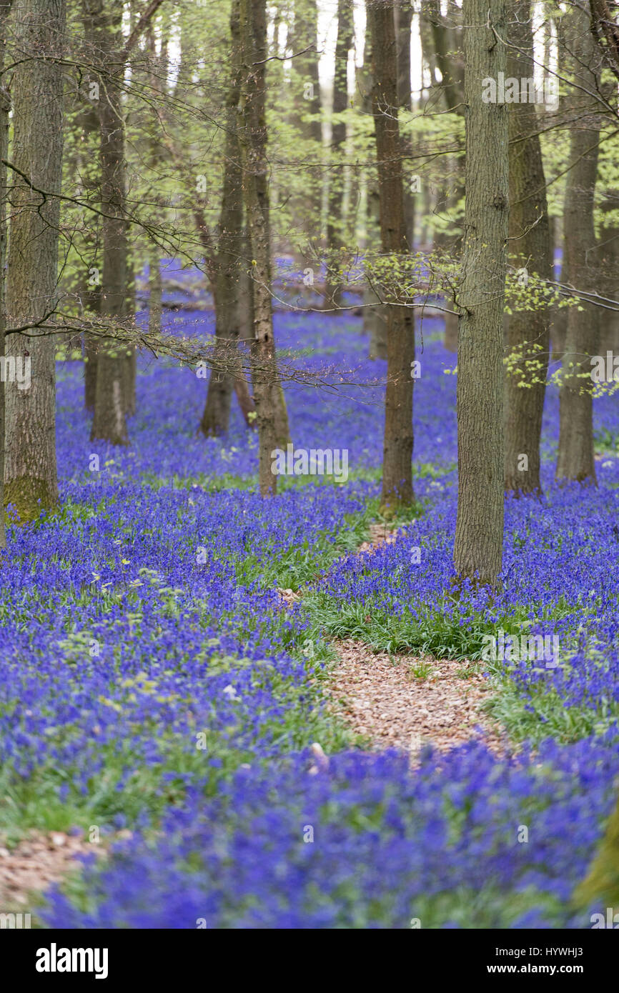 HERTFORDSHIRE, Regno Unito. Xxv Aprile 2017. Bluebells in piena fioritura in legno Dockey sul Ashridge Estate. Il lavoro è in corso per proteggere il bluebells e incoraggiare i visitatori a rimanere sui sentieri segnati. Foto Stock