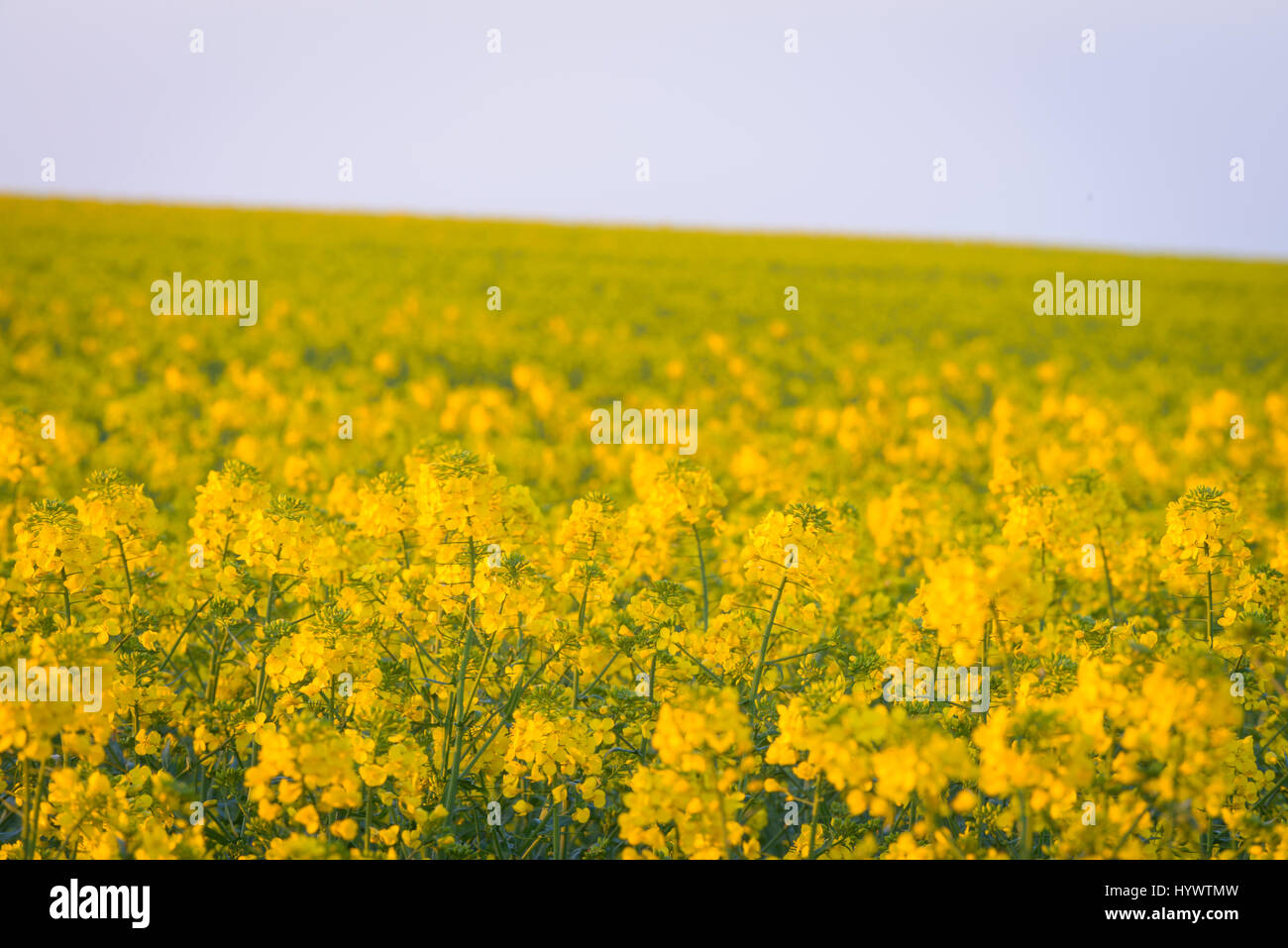 Weymouth Dorset, Regno Unito. Il 7 aprile 2017. Olio di colza i campi su un freddo e chiaro mattina come il sole sorge sulle colline sopra Dorsets costa sud. © DTNews/Alamy Live News Foto Stock
