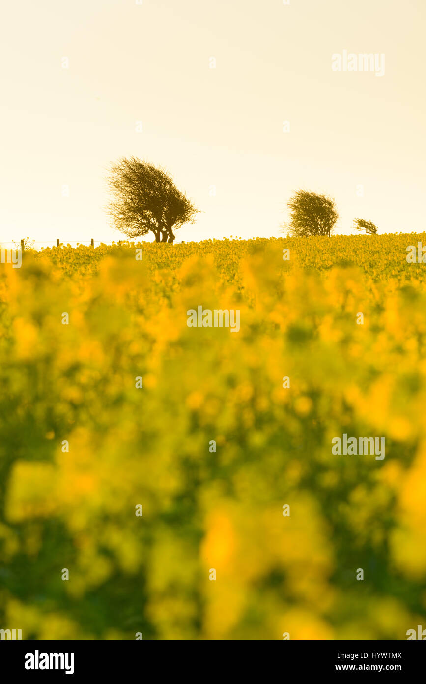 Weymouth Dorset, Regno Unito. Il 7 aprile 2017. Olio di colza i campi su un freddo e chiaro mattina come il sole sorge sulle colline sopra Dorsets costa sud. © DTNews/Alamy Live News Foto Stock