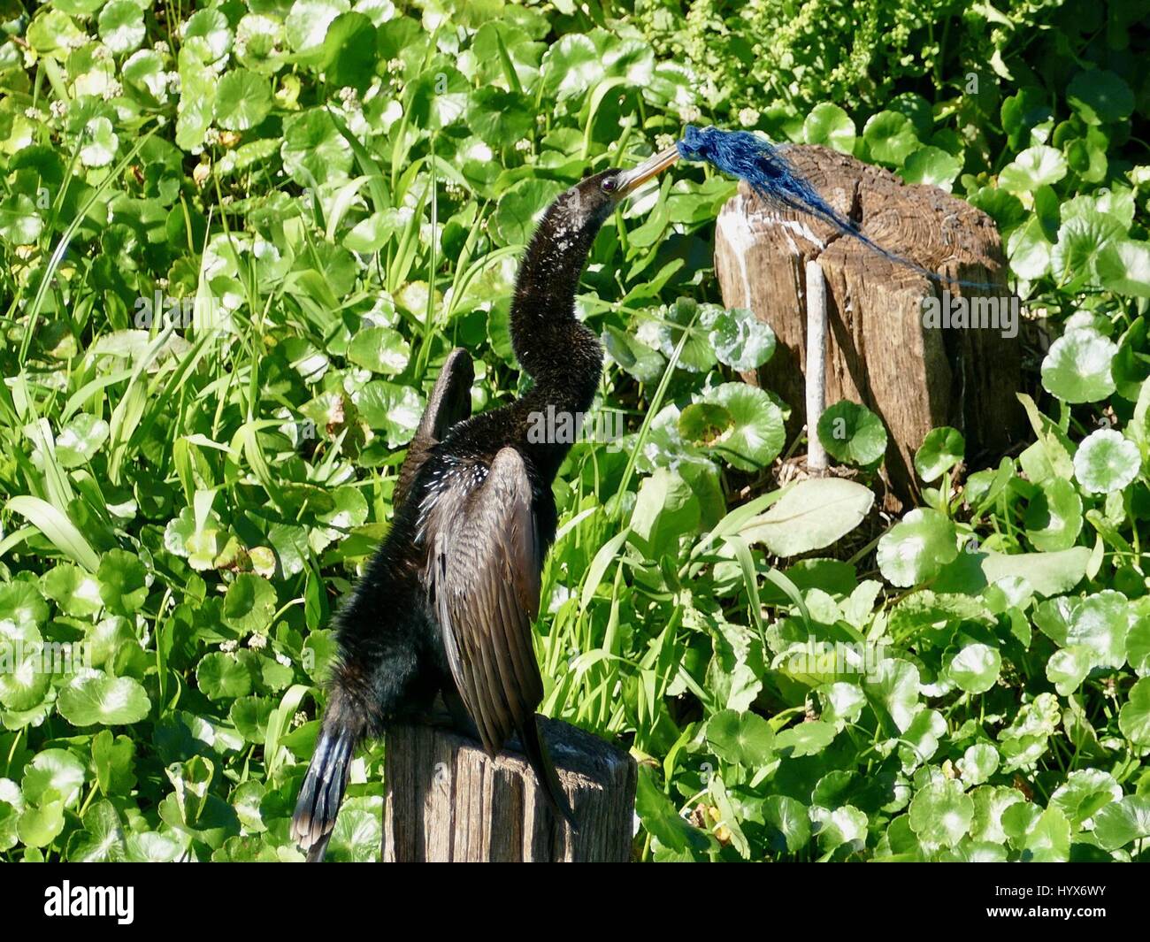 Gainesville, Stati Uniti d'America, 7 Aprile, 2017. Anhinga, 'Snake bird,' le lotte per rimuovere tessuto trinciato avvolto intorno al suo conto. Paynes Prairie preservare parco statale, LaChua Trail. Gainesville, Florida, Stati Uniti d'America. Credito: Cecile Marion/Alamy Live News Foto Stock