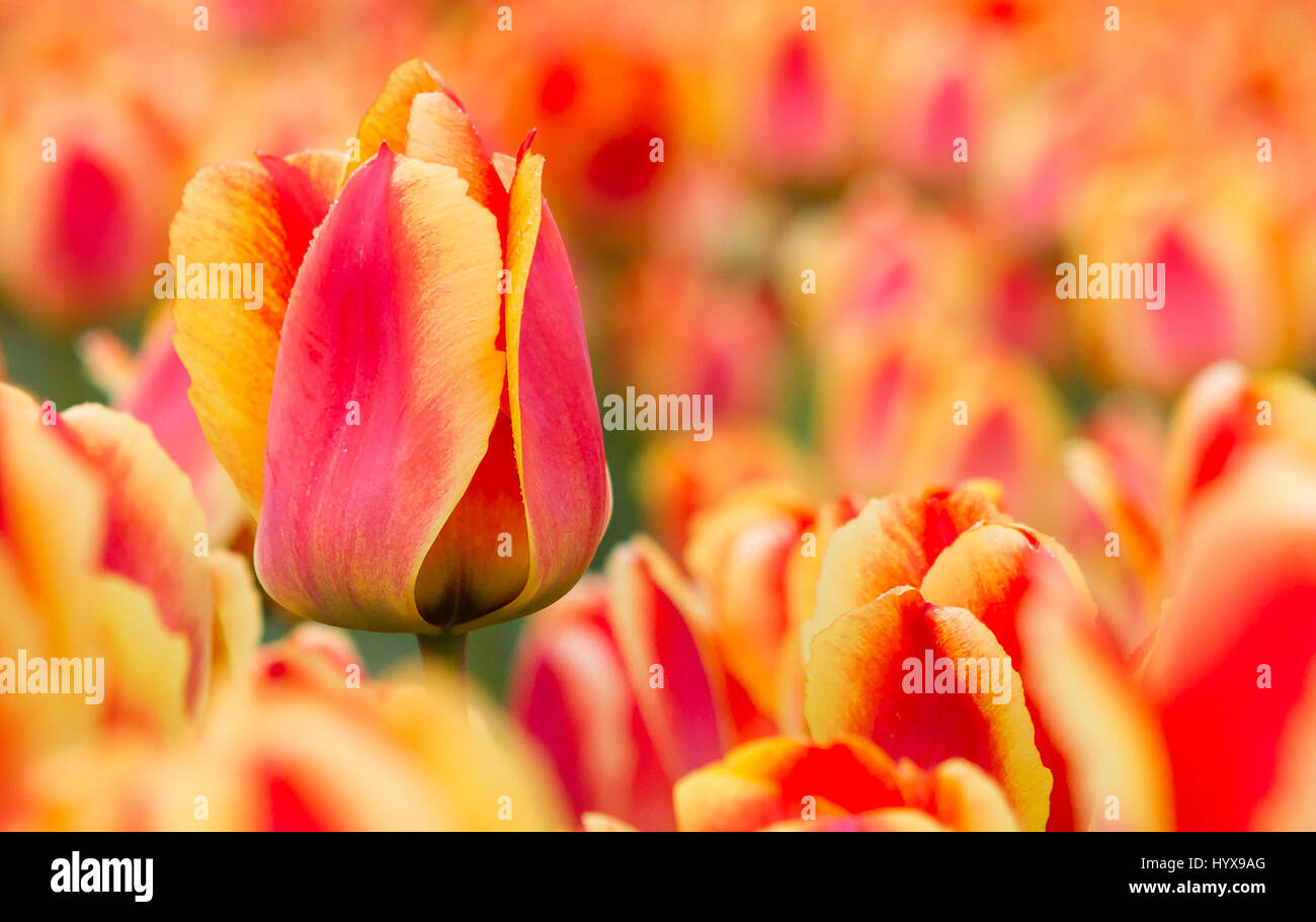 Famosi tulipani olandesi Foto Stock