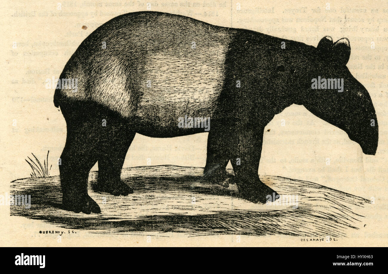 Antica incisione 1854, "l'East Indian Tapiro." Fonte: incisione originale. Foto Stock