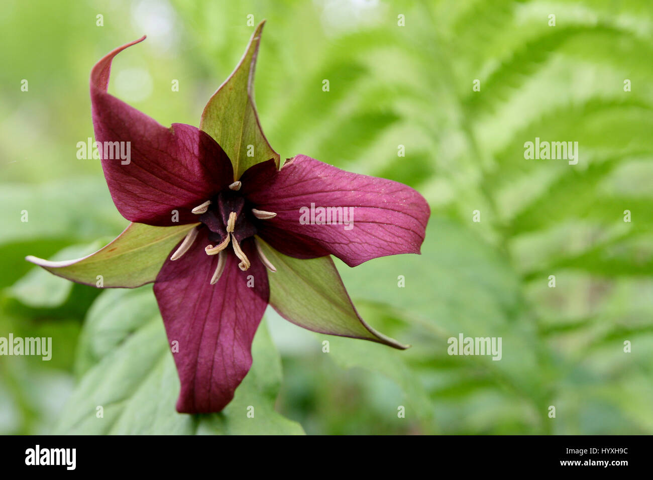 Red trillium isolata su uno sfondo sfocato, in piena fioritura durante la stagione primaverile. trillium erectum Foto Stock