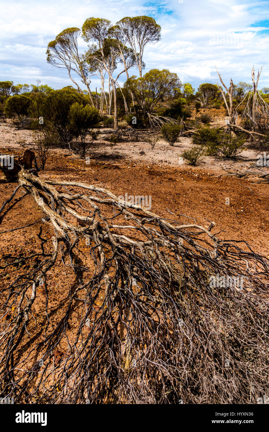 Outback australiano Foto Stock