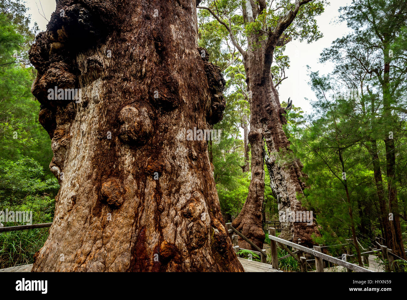 24m di larghezza Giant Tingle Tree in Walpole-Nornalup National Park, Australia occidentale. Foto Stock
