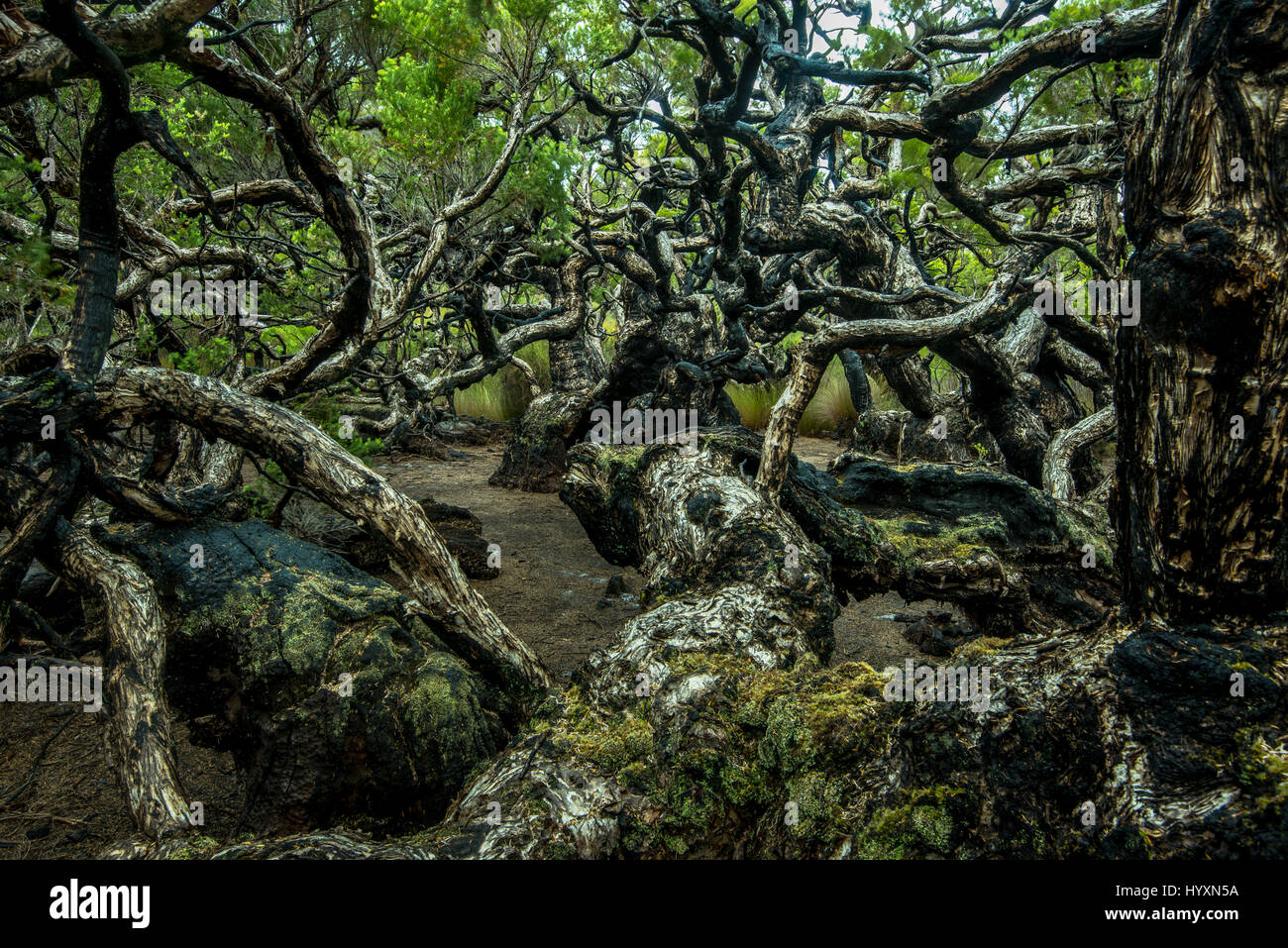 Alberi Paperbark a palude Goblin in maggiore parco nazionale. Foto Stock