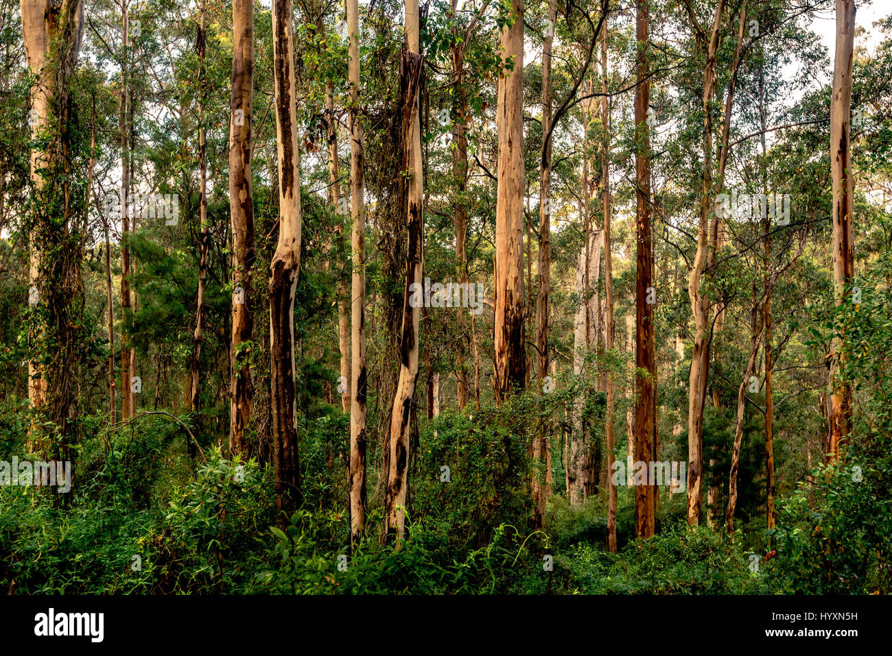 Karri foresta del sud-ovest del Western Australia è uno dei più alti del mondo. Karri alberi possono crescere fino a 90 m (290 ft) di altezza. Foto Stock