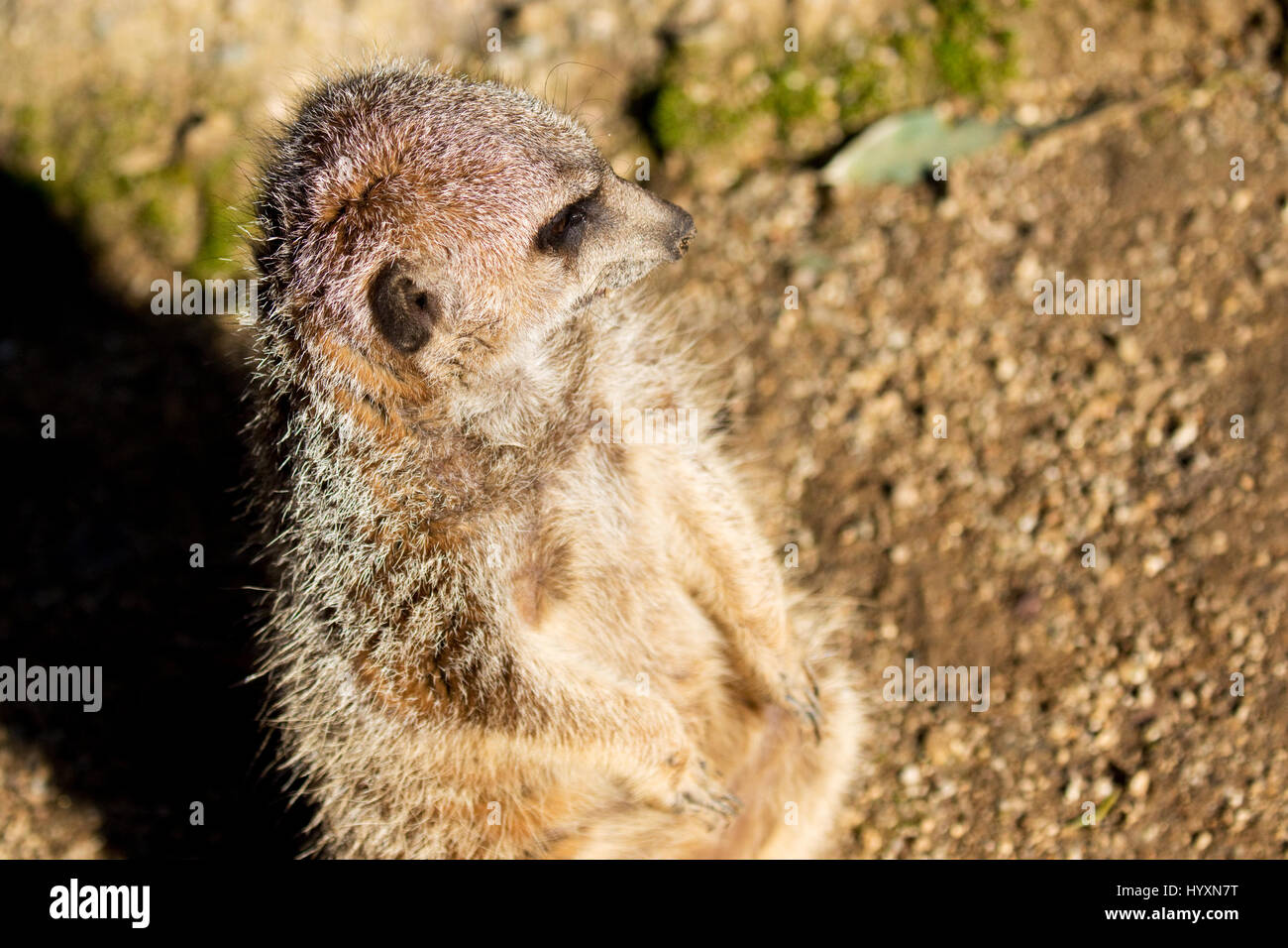 Meerkat solitario al tramonto - Suricata suricatta Foto Stock