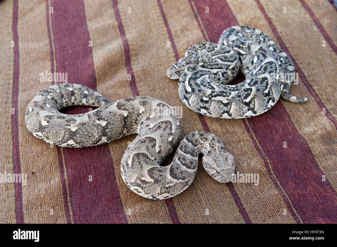 Puff sommatori (Bitis arietans) sul display in Piazza Jemaa El Fnaa di Marrakech (Marrakech), Marocco, Africa del Nord Foto Stock