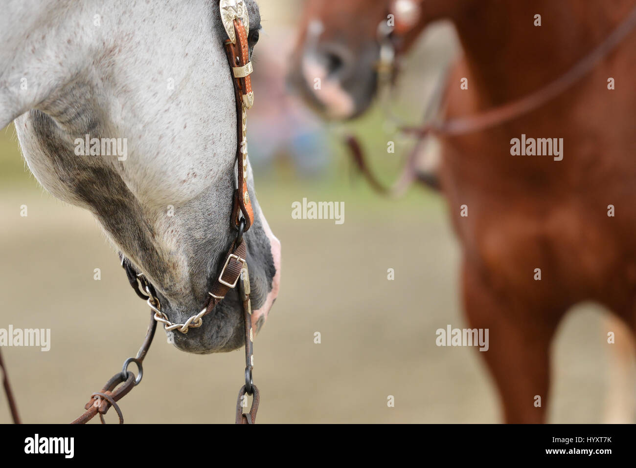 Dettaglio di un grigio quarter horse a mostrare, pronto per competere Foto Stock