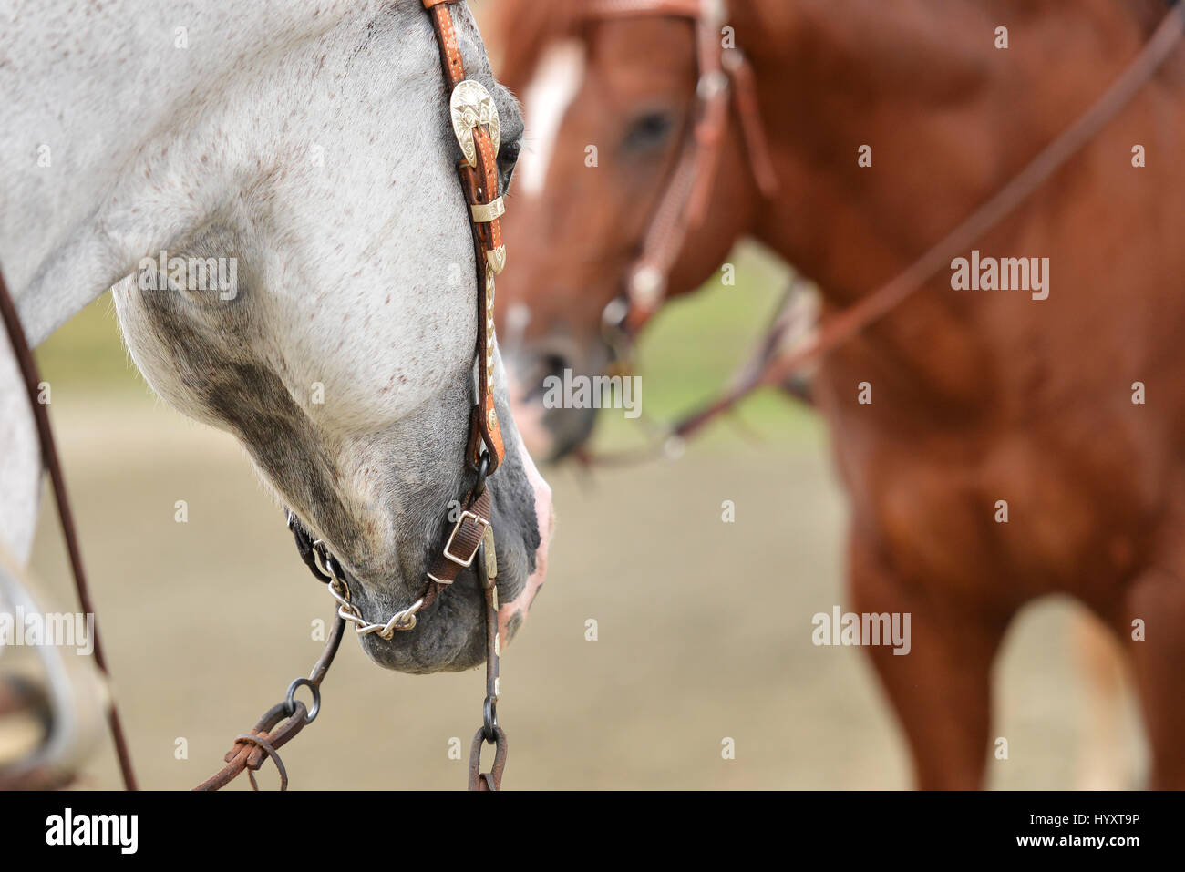 Dettaglio di un grigio quarter horse a mostrare, pronto per competere Foto Stock